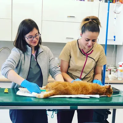 Fordońska Przychodnia Weterynaryjna